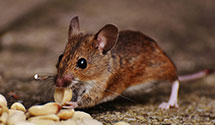 24 Hour & Emergency Exterminators in Warrendale, PA